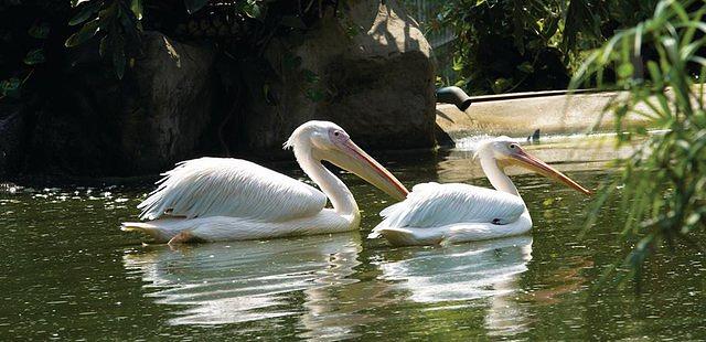 Kuala Lumpur Bird Park