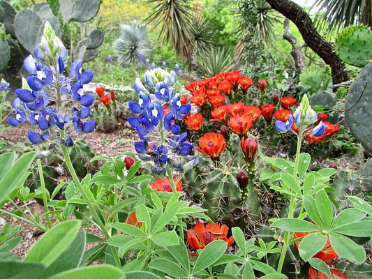 San Antonio Botanical Garden