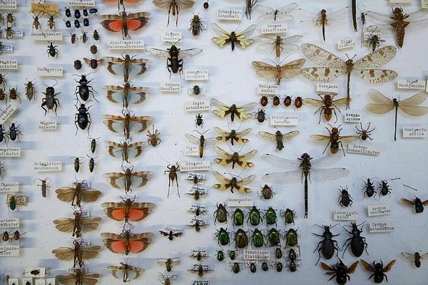 Natur-Museum Luzern