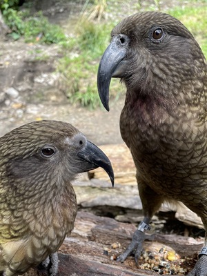 Kiwi Park