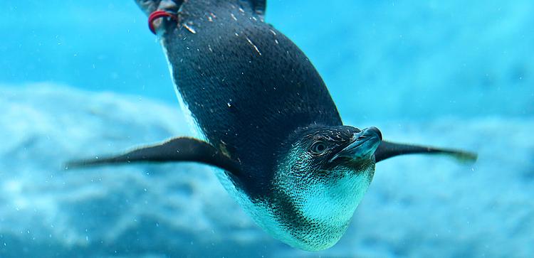 Sea Life Sydney Aquarium