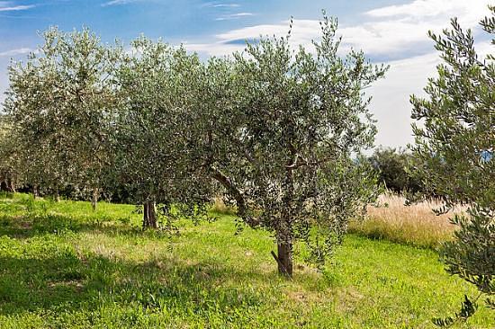 Agriturismo Il Pianetto