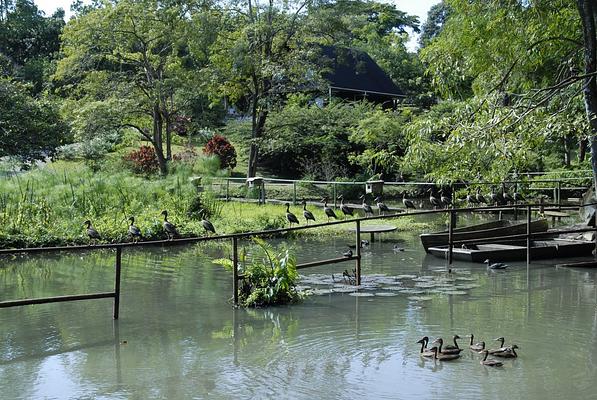 Pointe-a-Pierre Wildfowl