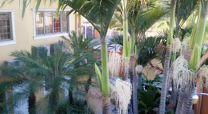 Palms Hotel Trinidad