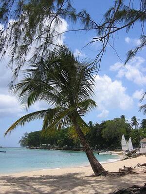 Starfish Discovery Bay