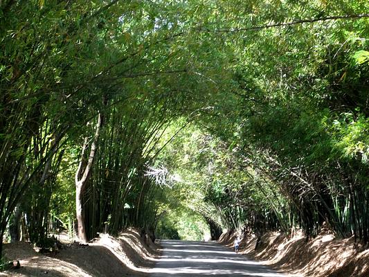 Bamboo Avenue