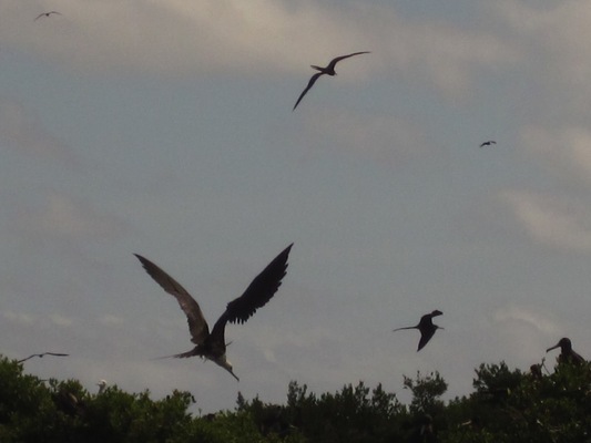 Frigate Bird Sanctuary