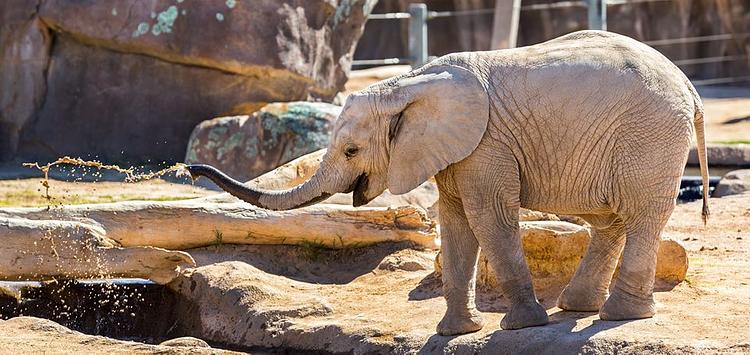 Reid Park Zoo