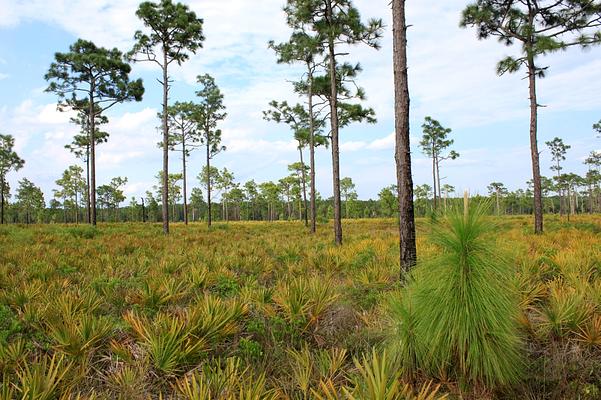 The Disney Wilderness Preserve