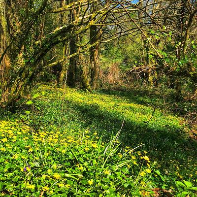 Liss Ard Estate