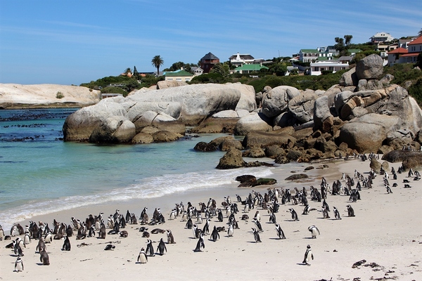 Boulders Beach Penguin Colony