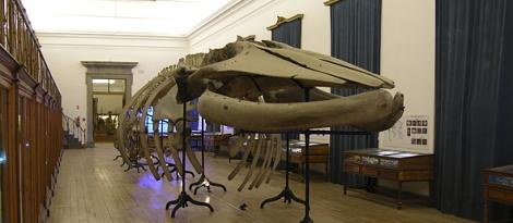 Museu da Ciencia
