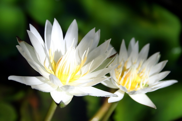 Zilker Botanical Garden