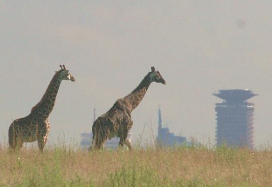 Nairobi Tented Camp