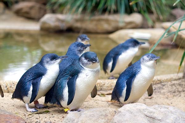 Featherdale Sydney Wildlife Park