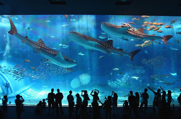SEA LIFE Arizona Aquarium
