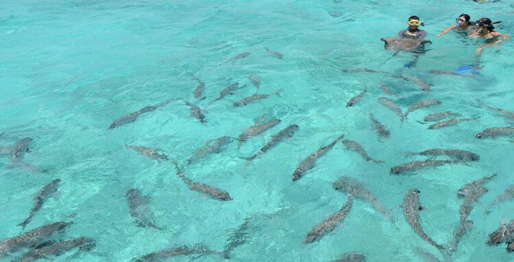 Hol Chan Marine Reserve