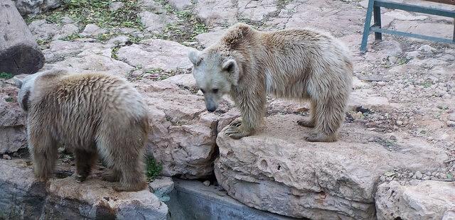 Tisch Family Zoological Gardens (Biblical Zoo)