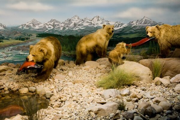 International Wildlife Museum