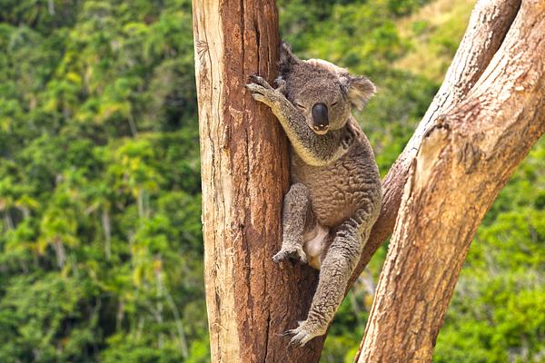 Lone Pine Koala Sanctuary