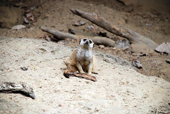 Memphis Zoo