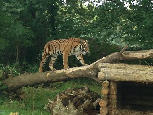 Fota Wildlife Park