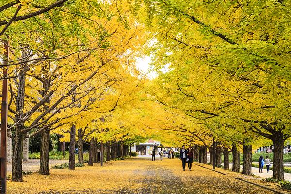 Meiji Jingu Shrine