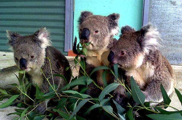 Cohunu Wildlife park