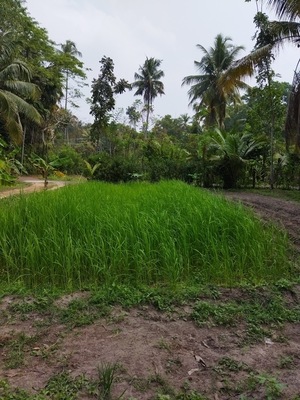 Olavipe Homestay