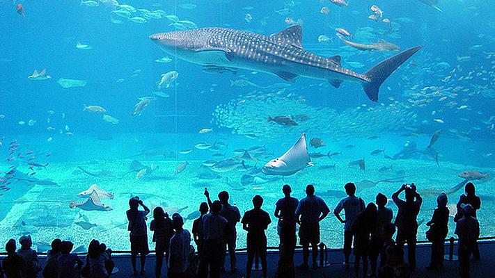 Aquarium of Genoa