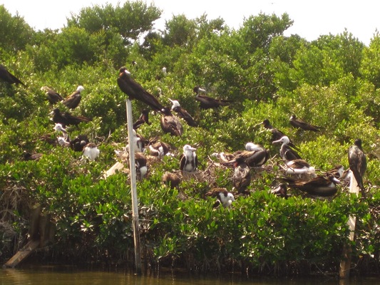 Frigate Bird Sanctuary