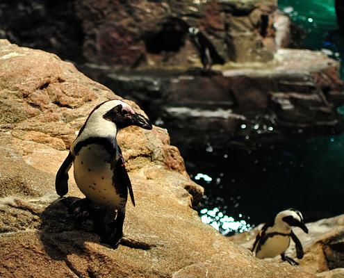 New England Aquarium