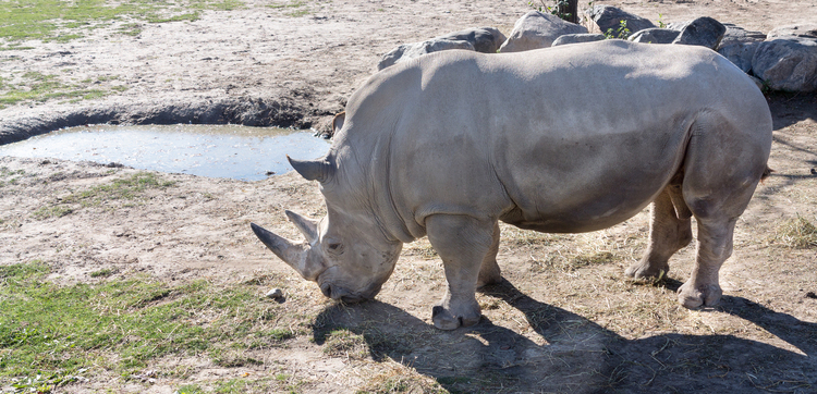 Toronto Zoo