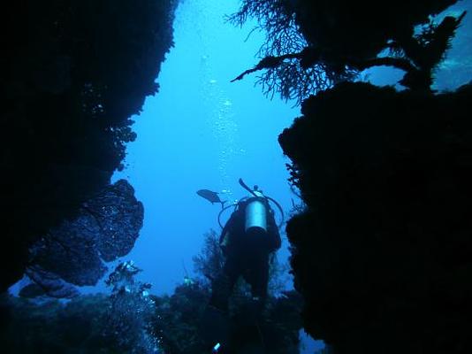 Dolphin Bay Divers Retreat