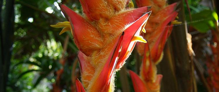 Hawaii Tropical Bioreserve and Garden