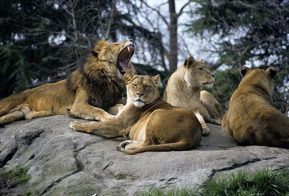 Woodland Park Zoo