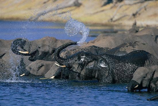 Chobe Game Lodge