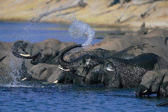 Chobe Game Lodge