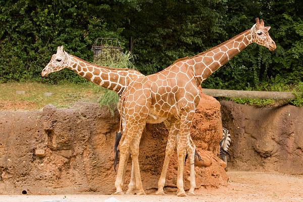 Zoo Atlanta