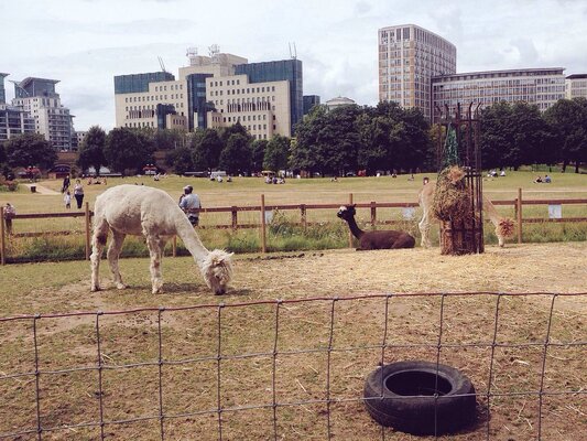 Vauxhall City Farm