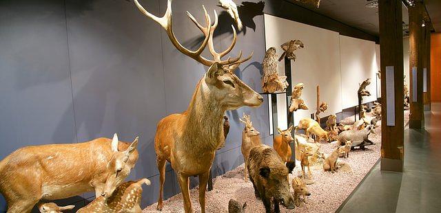 National Museum of Natural History