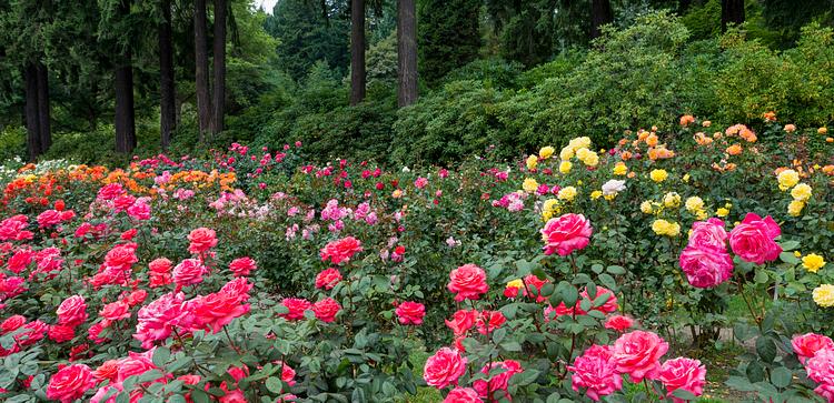 International Rose Test Garden, Portland