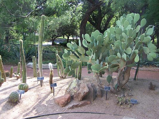 Fort Worth Botanic Garden