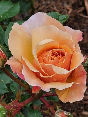 Princess Grace Botanical Garden