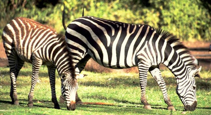 Mount Meru Game Lodge