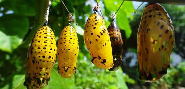 The Butterfly Farm