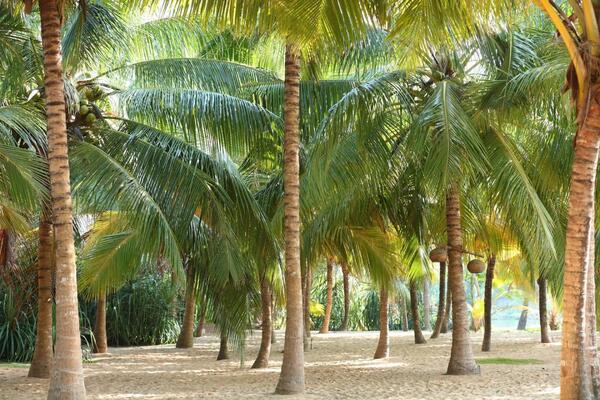 Mangrove Beach Cabanas & Chalets