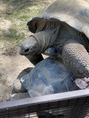 Henry Vilas Zoo