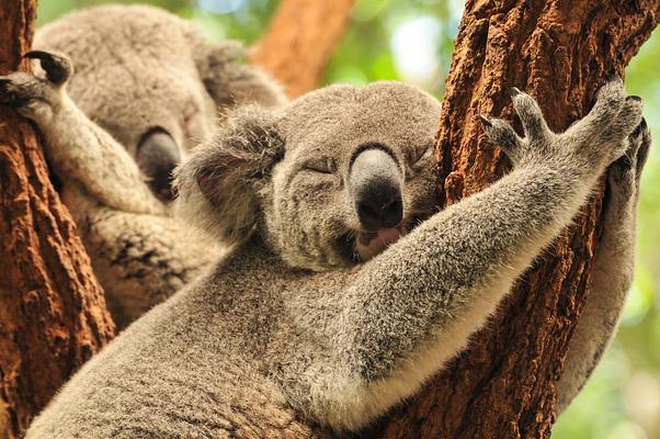 Lone Pine Koala Sanctuary