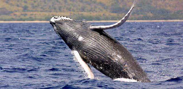 Hawaiian Islands Humpback Whale National Marine Sanctuary